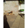 tostador de pugs