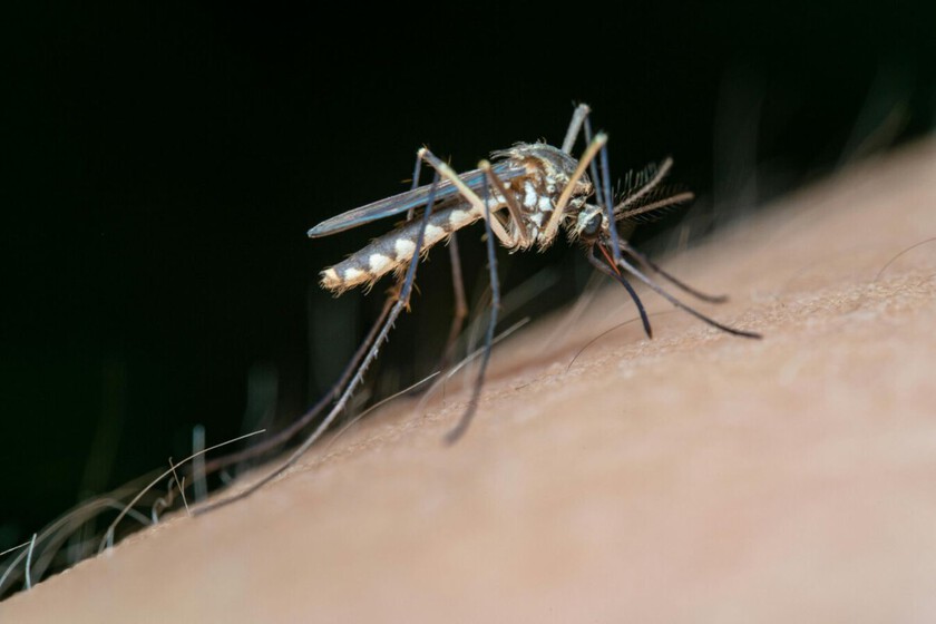 Dile adiós a los mosquitos con este truco del papel higiénico