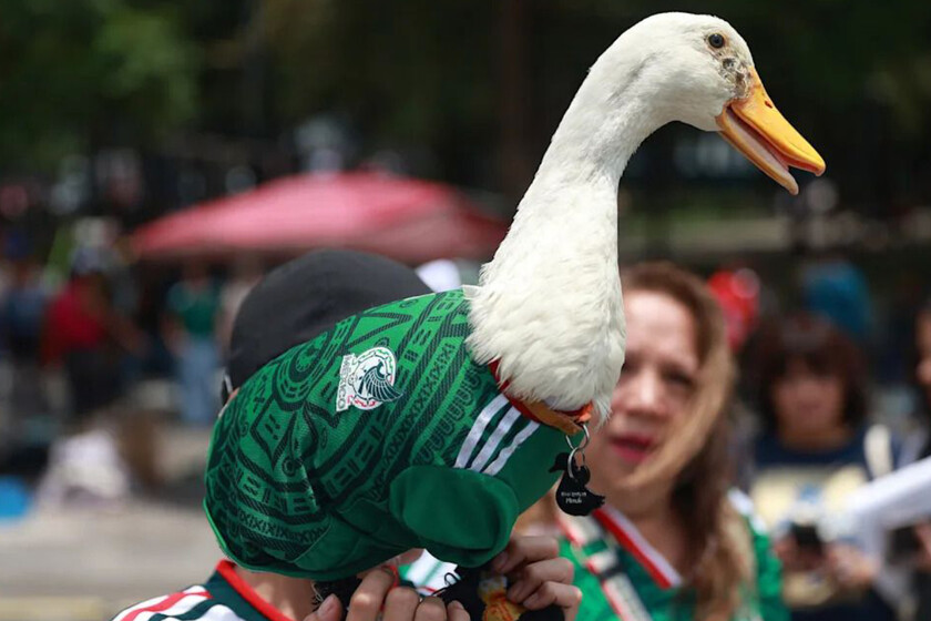 El fenómeno Merlín: Psicología y Compras Impulsivas de Mascotas
