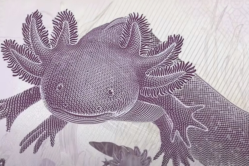 El tesoro del billete de 50 pesos con ajolote en México
