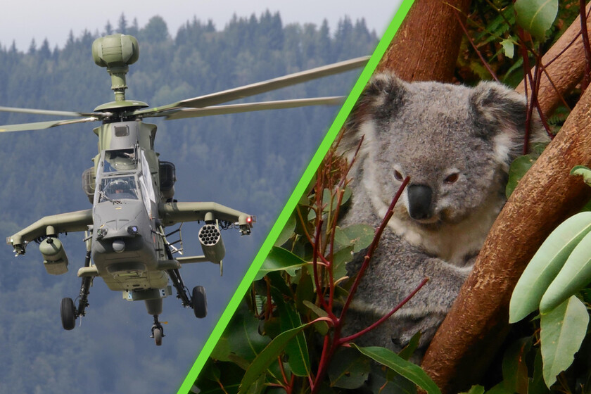 Sacrificio de Koalas en Australia: Una Decisión Controvertida