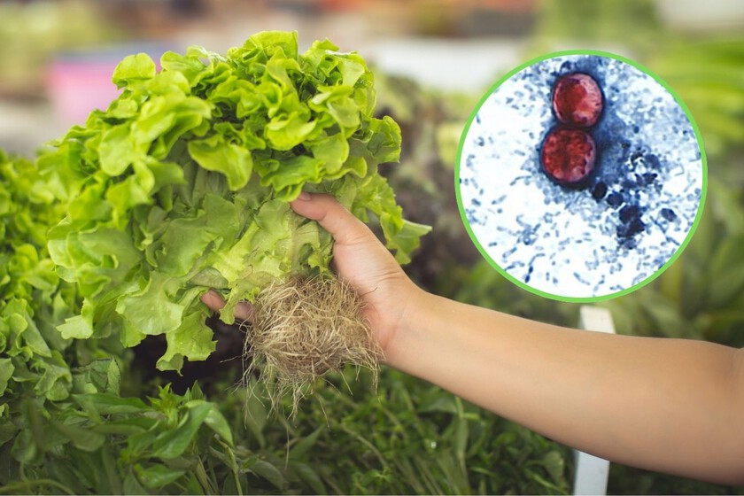 EE.UU. detecta origen del brote de diarrea explosiva en lechuga mexicana