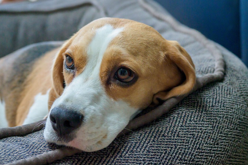 La emoción de los perros al regresar a casa: ¿una señal de problemas?
