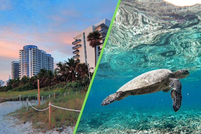 Las tortugas le ganaron a un desarrollo en Nayarit: Semarnat canceló el megaproyecto en una playa de lujo