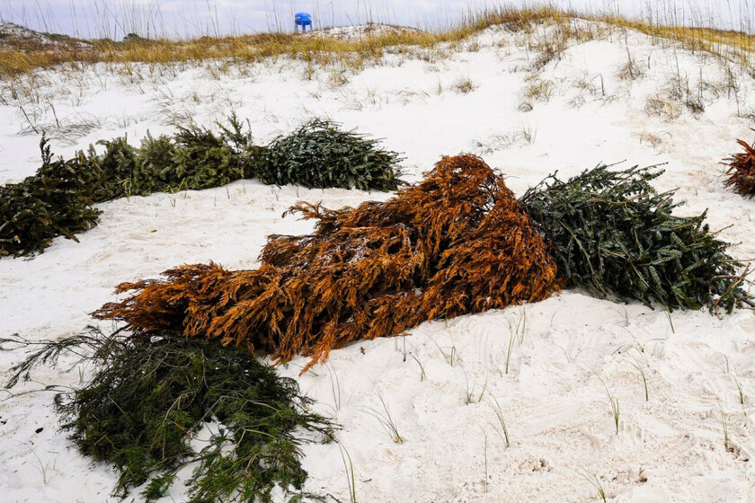 La segunda vida de los árboles de Navidad en Alabama