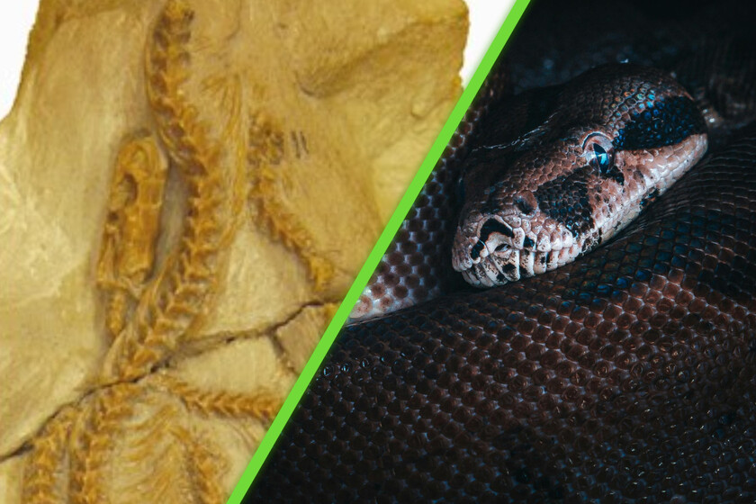 Descubrimiento Paleontológico de Hibernophis breithaupti en Estados Unidos
