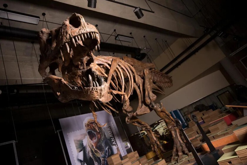 Descubrimiento clave en la paleontología: Vasos sanguíneos en el T. rex