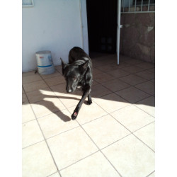 tienda de perros